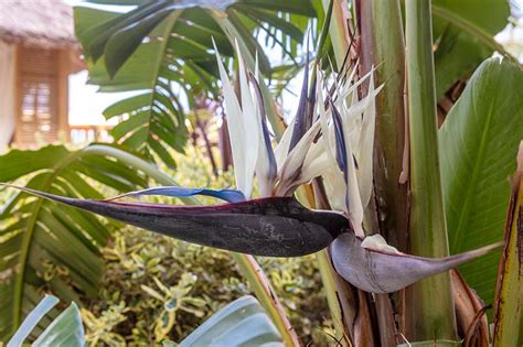 Different Types Of Bird Of Paradise Plants Gardener’s Path