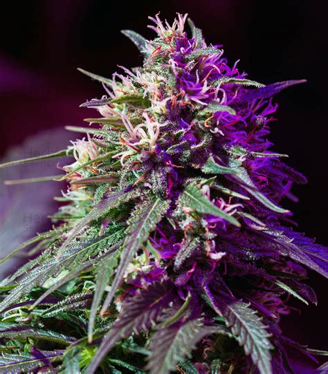 Best Purple Haze Auto Feminised To Buy In Cardiff Seed Bank