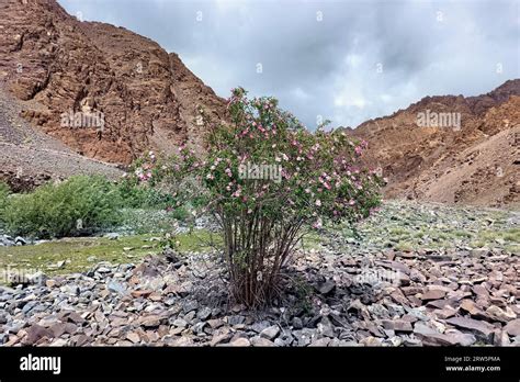 Webbs Rose Growing Wild In The Stok Valley Ladakh India Stock Photo