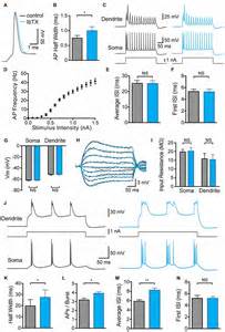 Frontiers The Impact Of Bk Channels On Cellular Excitability Depends