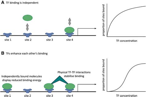 Cooperative Binding Assuming Direct Tftf Interactions We Illustrate