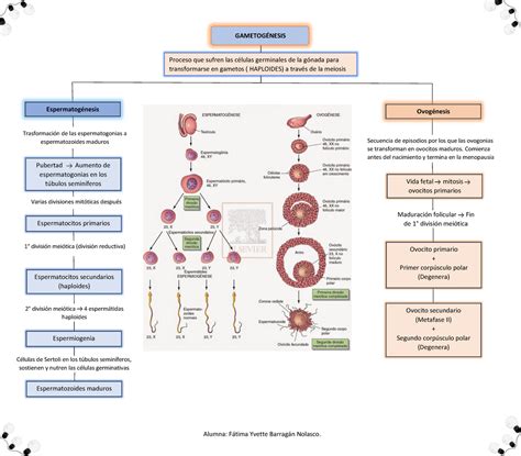 mapa mental de Gametogénesis espermatogénesis y ovogénesis