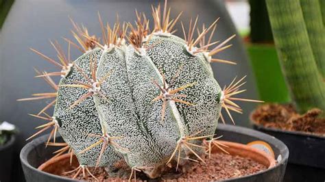 How To Grow A Cactus From Seeds An Easy Guide