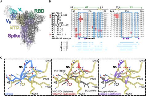 A Broadly Reactive Antibody Targeting The N Terminal Domain Of SARS CoV