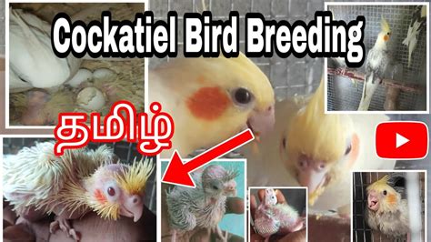 cockatiel breeding tamil how to breed cockatiel birds தமழ YouTube