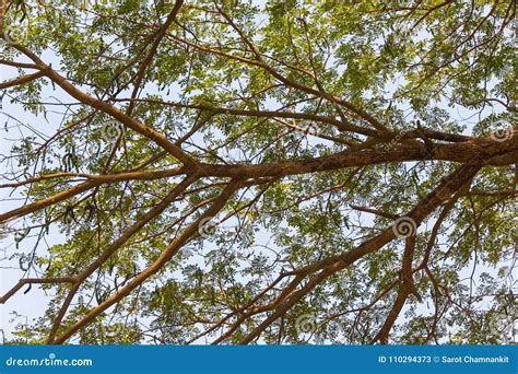 East Indian Walnut, Rain Tree Stock Image - Image of blue, east: 110294373