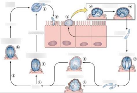 Cryptosporidium Life Cycle Diagram Diagram Quizlet