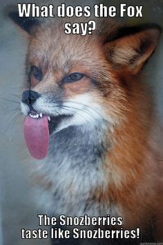 Funny Fox Quotes - ShortQuotes.cc