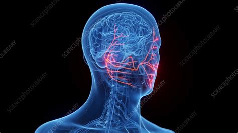 Animation Of A Man S Facial Nerves Stock Video Clip K012 2045