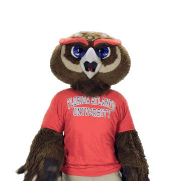 Fau Owls Sticker by Florida Atlantic University - Find & Share on GIPHY