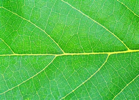 Textura Natural Verde Da Folha Imagem De Stock Imagem De Paisagem