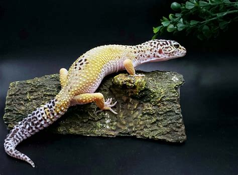 Tangerine Albino Leopard Gecko