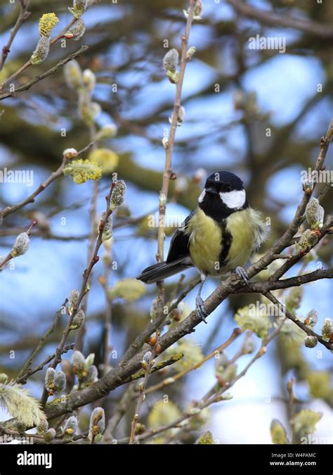 Weibliche Kohlmeise In Einem Willow Tree Mit Pussy Willow Pollen Ein