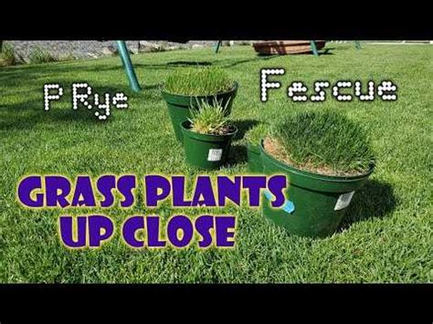 Tall Fescue Vs Perennial Ryegrass Choosing The Ideal Grass For Your