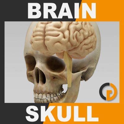 Human Brain and Skull - Anatomy 3D Model by CGShape