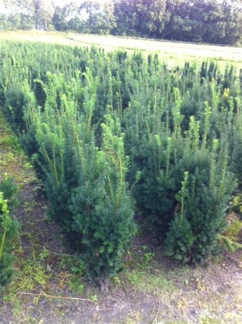 Taxus Media Hicksii Fruchtende Bechereibe Entdecken