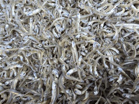 DRIED WHITE ANCHOVY - XUẤT NHẬP KHẨU AC PHÚC LỘC PHÁT