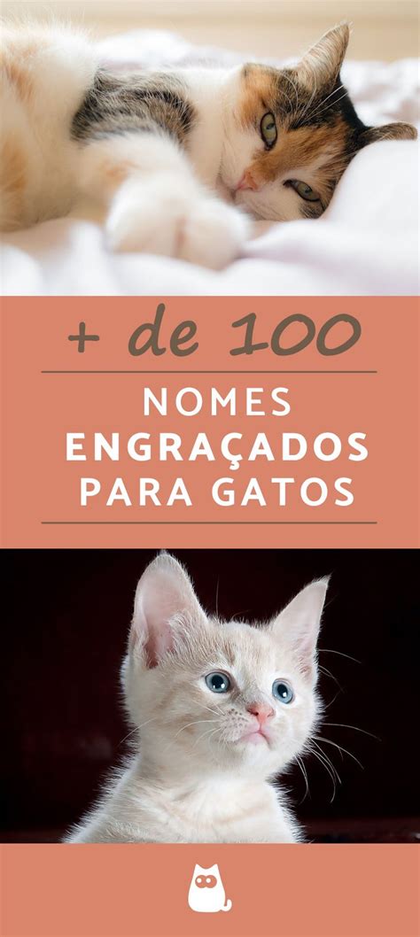 Nome De Gato Engraçado - Nomes Engraçados para Gatos: Mais de 100 Ideias Originais | Nomes de ...