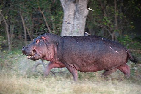 How Fast Can Hippos Run? - Hippo Haven