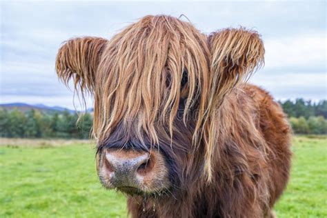 Hairy Highland Boi Em Campo Verde De Pastagem Na Esc Cia Imagem De