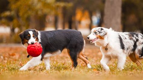 Pourquoi les chiens se reniflent ils le derrière en 2024