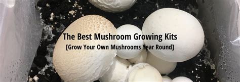 The Best Mushroom Growing Kits Uk Home Grown Mushrooms