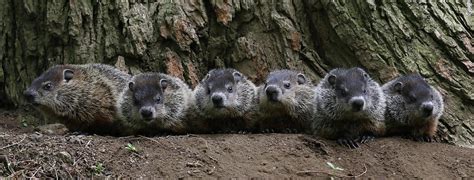 Six Baby Groundhogs Photograph by Doris Potter - Pixels