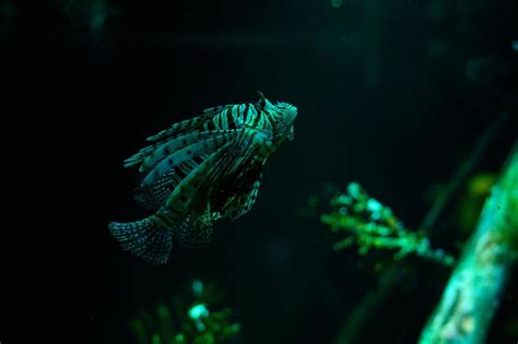 Underwater World Lionfish Fish In An Aquarium 16790725 Stock Photo At