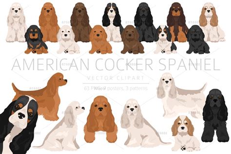 American Cocker Spaniel clipart (2334427)