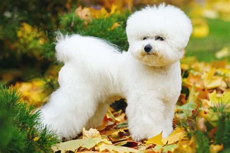 Bichon Frise Dog Breed