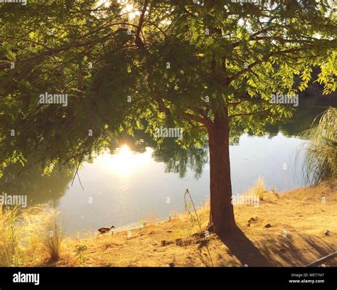 Pond Parc Hi Res Stock Photography And Images Alamy