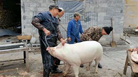 湖南农村杀年猪了，60多岁老师傅手法很准，一根铁钩搞定一头猪 三农视频 搜狐视频