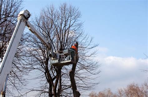 Guide To Seasonal Tree Pruning When And How To Trim Your Trees