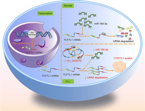 The Mechanism Of CircRNA Circ 0002078 MiR 185 3p TCF7L1 Axis In CLL