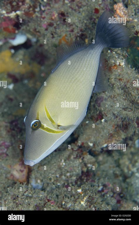 Scythe Triggerfish Sufflamen Bursa Adult Swimming Lembeh Straits