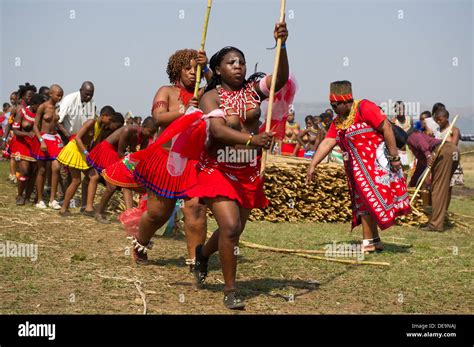 Zulu Jungfrauen Liefern Schilf Stöcke An Den König Zulu Reed Dance Im