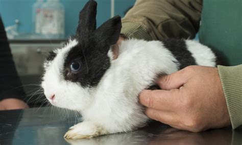 Posibles Enfermedades Transmitidas Por Los Conejos BuenasMascotas Net