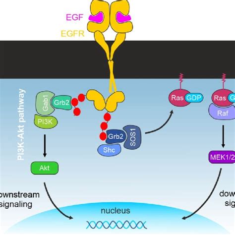 Illustration Of The Two Main Pro Oncogenic EGFR Downstream Signaling