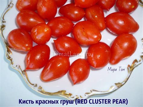 Томат Кисть красных груш: отзывы, фото, урожайность | tomatland.ru