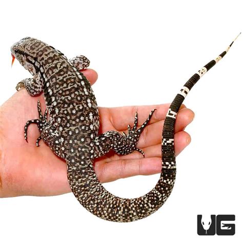 Baby Super Blue Tegu For Sale - Underground Reptiles