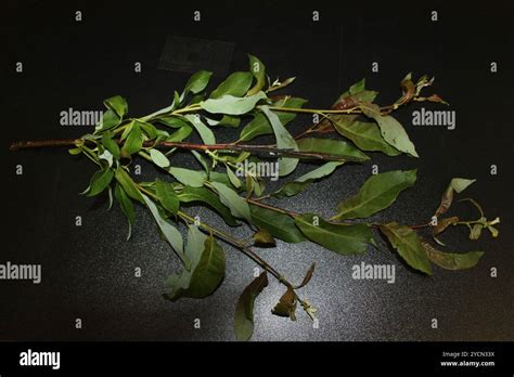 Pussy Willow Salix Discolor Plantae Stock Photo Alamy