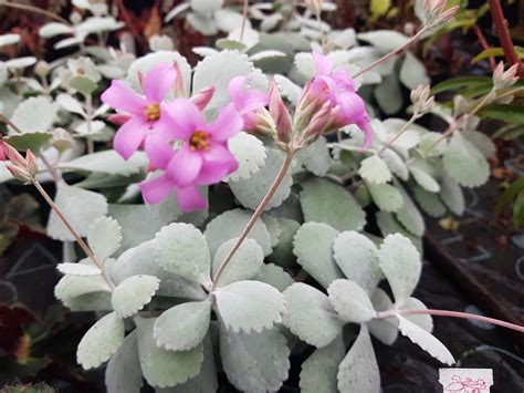 Nematanthus – Dibleys