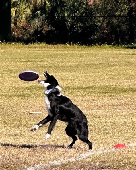 Upper Suncoast Dog Training Club | Clearwater FL