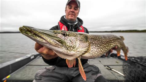 Northern Pike Photo And Wallpaper Cute Northern Pike Pictures