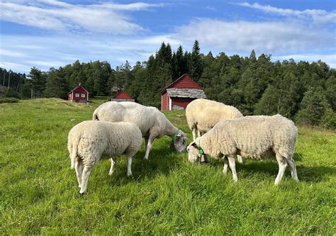 Klima Og Miljøprisen 2024 For Landbruket I Vestland Nettsider For