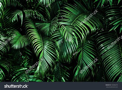 Tropical Palm Leaves Floral Pattern Background Stock Photo 729383275 | Shutterstock