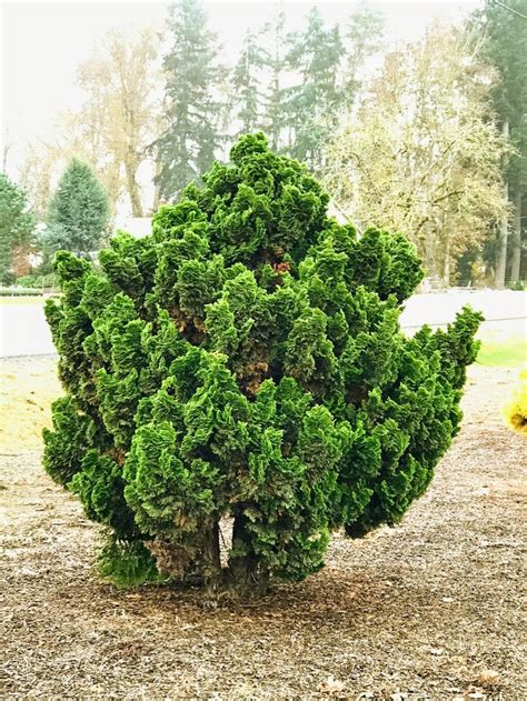 Chamaecyparis Obtusa Nana Gracilis Hinoki Cypress Hinoki Cypress