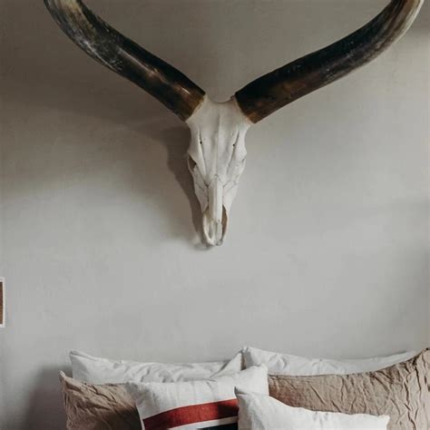 Ankole Watusi Skull Mount | Longhorn Decor | Your Western Decor ...