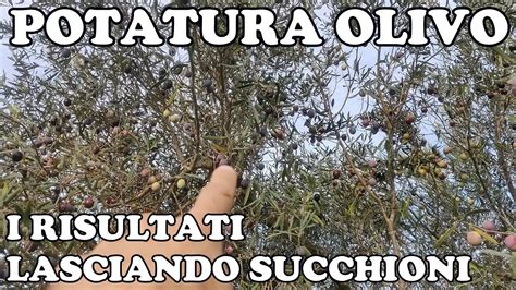 Come Potare L Olivo I Risultati Lasciando Succhioni Youtube