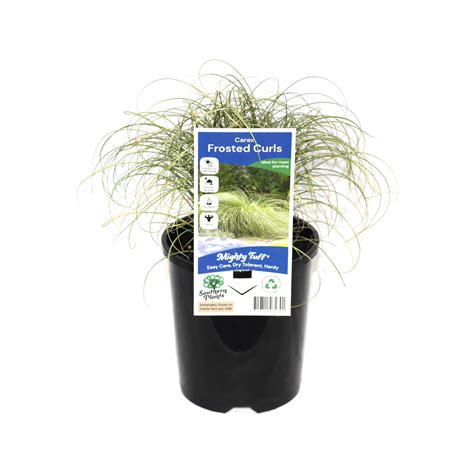 140mm Carex Frosted Curls Carex Albula Bunnings Australia